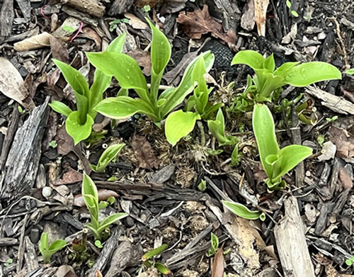 From Pruning to Growth: What Plant Care Can Teach Us About Employee Well-being